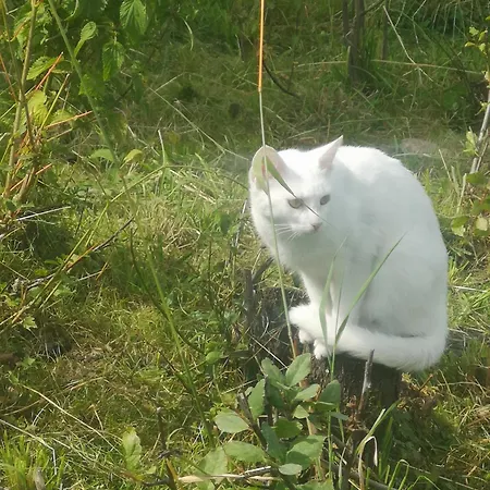 Agroturystyka U Kozdryka Leśna Esterno foto